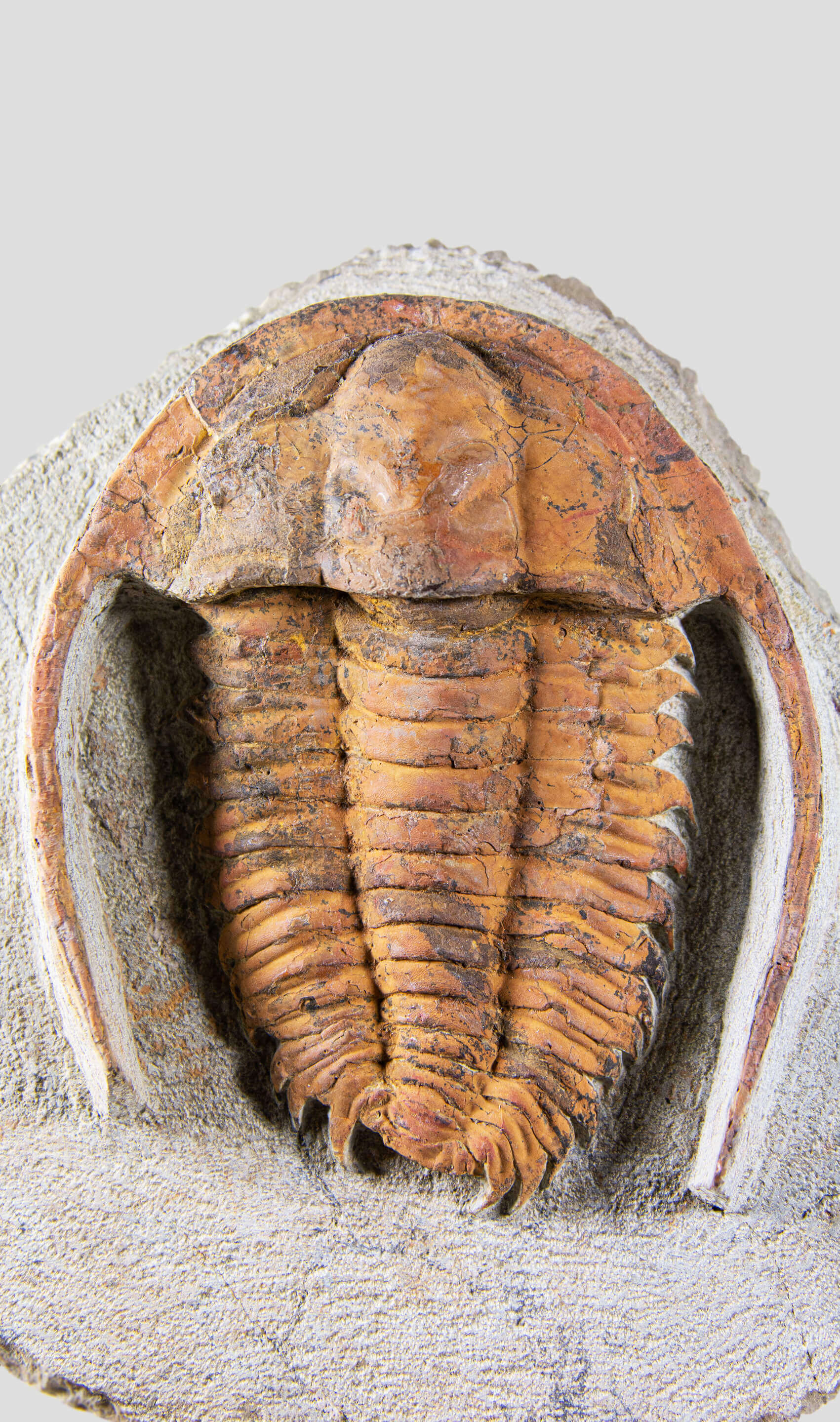 A very nice rustic trilobite fossil for sale on brass stand 69