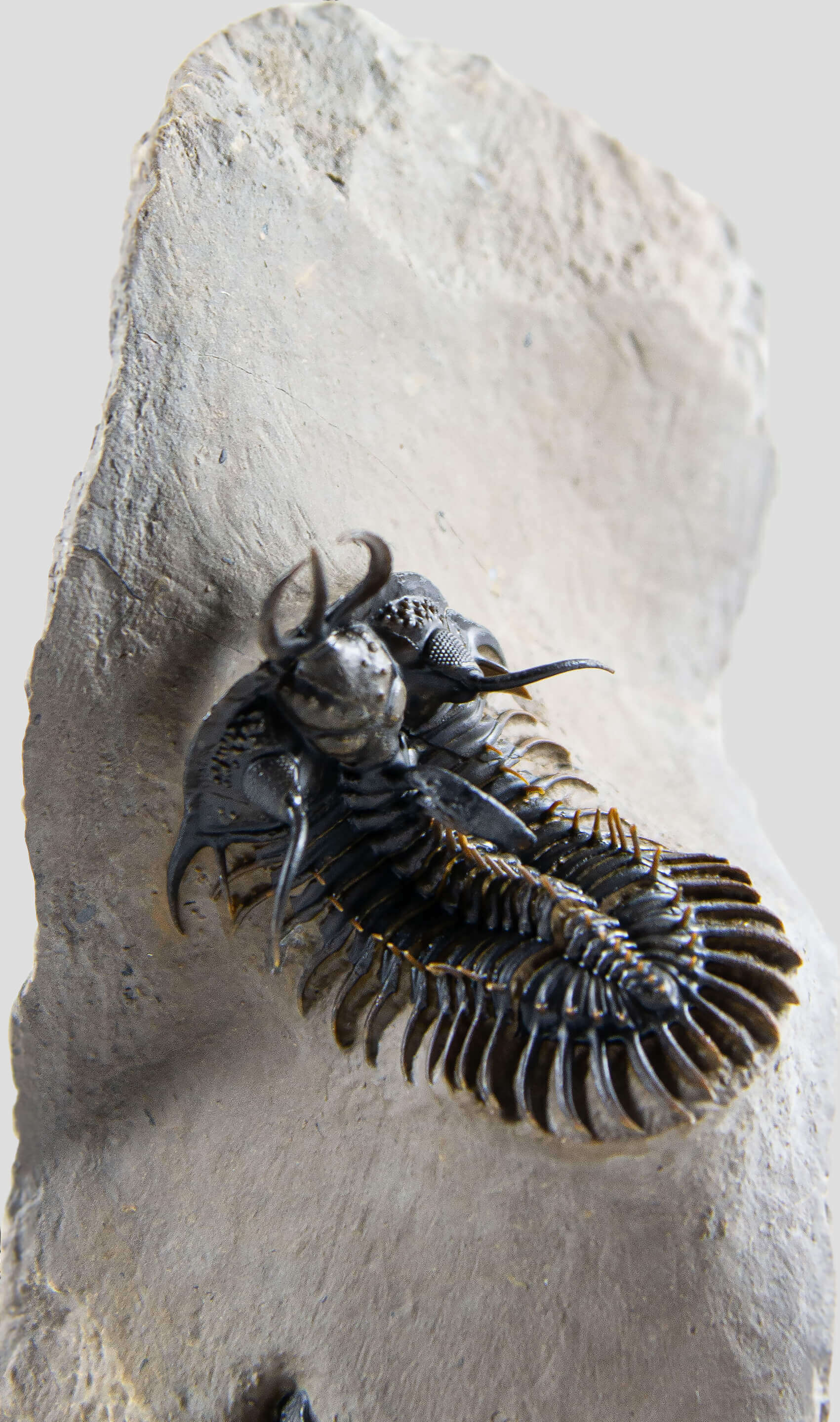 A stunning authentic and rare Walliserops Hammi trilobite fossil for sale 7