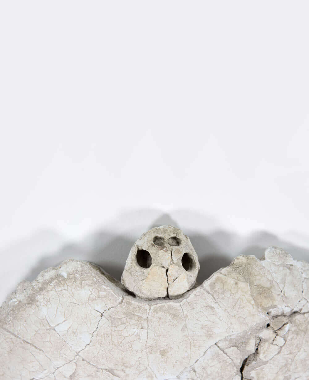 A rare side-necked Bothremydidae turtle skull fossil for sale and carapace shell available at THE FOSSIL STORE