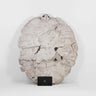 A rare side-necked Bothremydidae turtle skull fossil for sale and carapace shell available at THE FOSSIL STORE