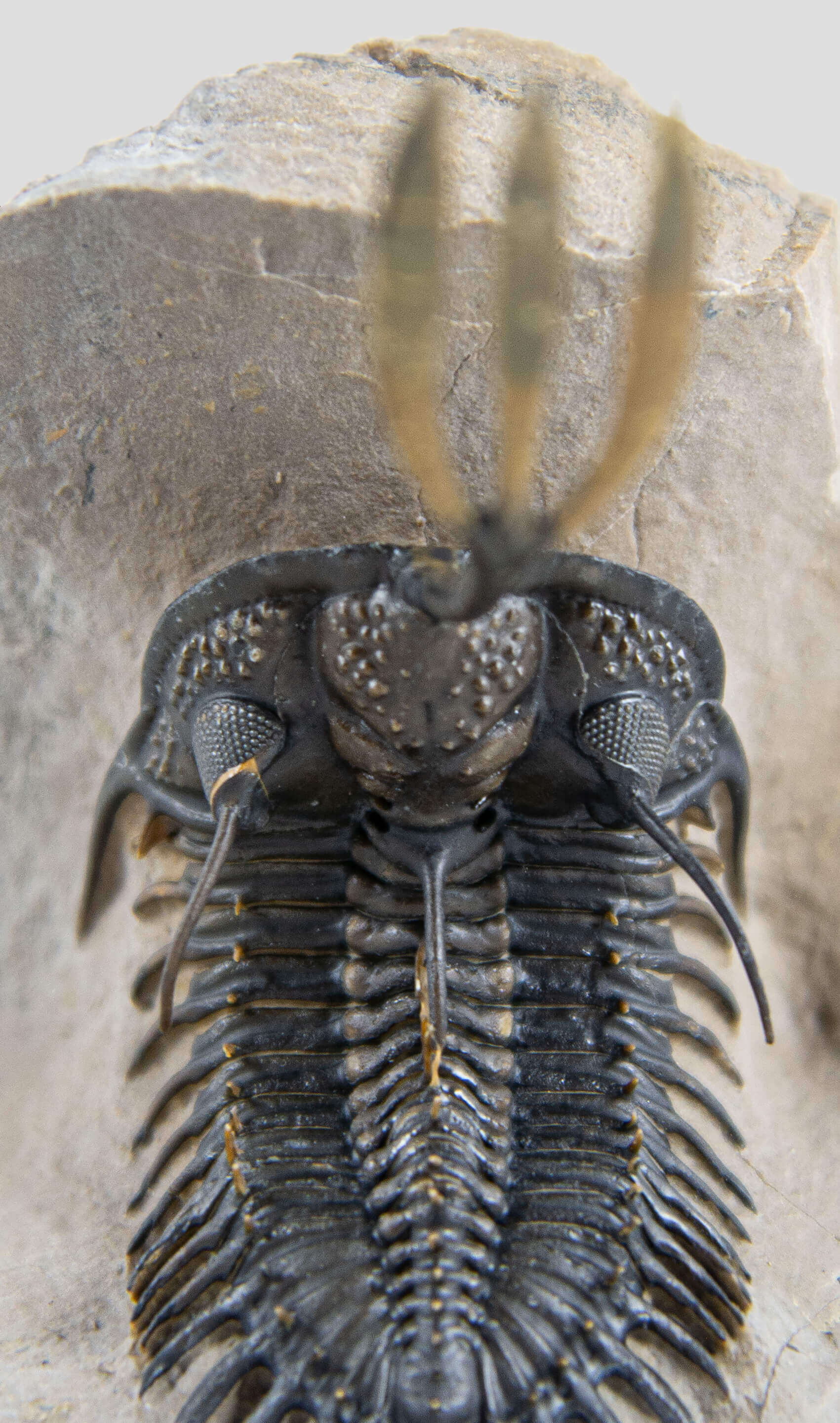 A stunning authentic and rare walliserops trilobite fossil for sale 15