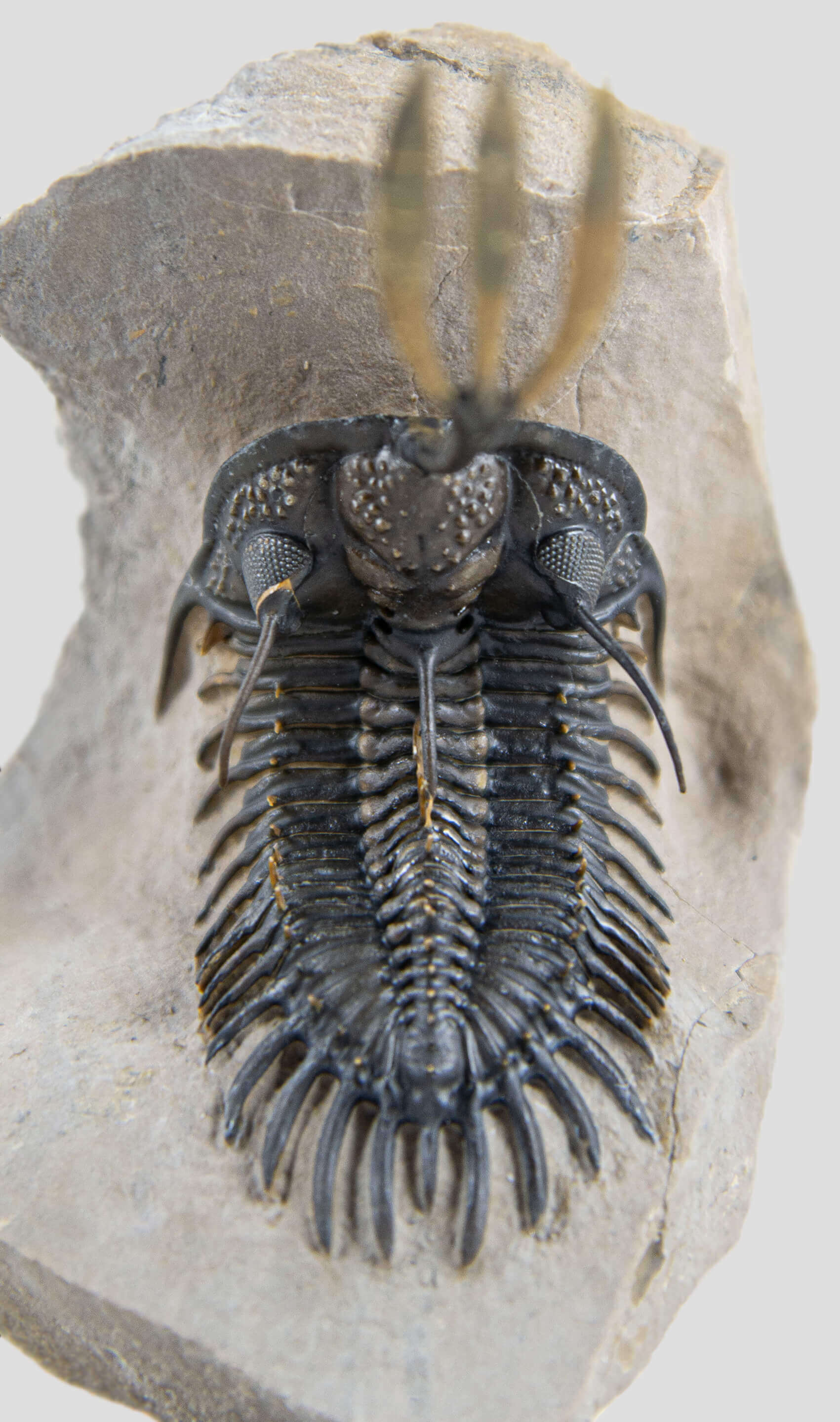 A stunning authentic and rare walliserops trilobite fossil for sale 16